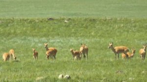 Дзерены в Даурском заповеднике