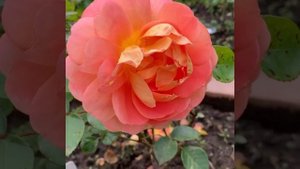 Роза ПЭТ ОСТИН (Pat Austin). Лето 2020.