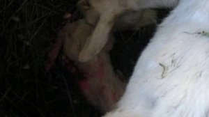 как выглядит козлёнок РОДИВШИЙСЯ МИНУТУ НАЗАД!