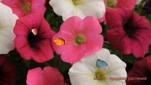 Петуния ампельная Шок Вейв Пауэр микс ? обзор: как сажать, семена петунии Шок Вейв Пауэр микс