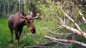 Дикие выходные с Павлом Глазковым. 6 июля
