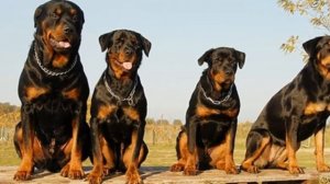 Волк против Ротвейлер! КТО СИЛЬНЕЕ Wolf vs Rottweiler!