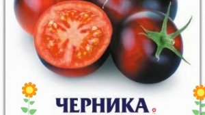 Томат Черника (Chernika). Краткий обзор: Томат Черника описание характеристик, где купить семена