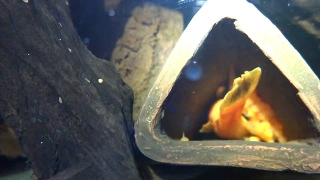 Красный анциструс на кладке смотреть онлайн