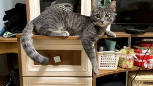 Как растёт котёнок. Жизнь от 1,5 месяцев до года за 2,5 минуты