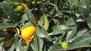 Kumquat: Fortunella margarita (www.riomoros.com)