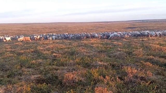 Пастбище / Спящий олень смотреть онлайн