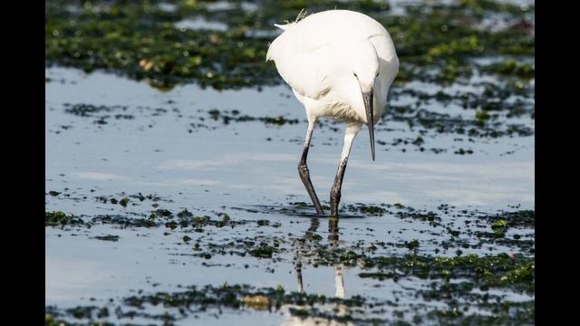 Canon 7D MK II & Sigma 150-600mm Contemporary. смотреть онлайн