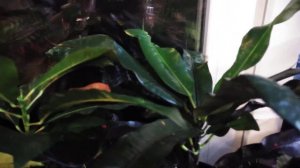 Мои растения на фитильном поливе. Ч.1