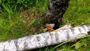 Попался с валежником в лесу.