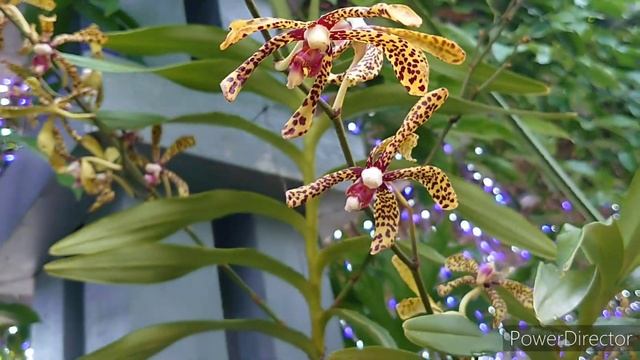 2 兵庫県立淡路夢舞台公苑温室 あわじグリーン館. Выставка орхидей в музее растений,на острове Авадзи, Япония. смотреть онлайн