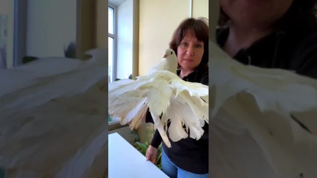 И голубь, и павлин! Разве так бывает? смотреть онлайн