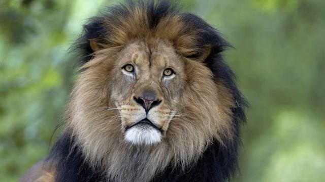 К чему снится лев | СОН ЛЕВ | Толкование сна | Сонник смотреть онлайн