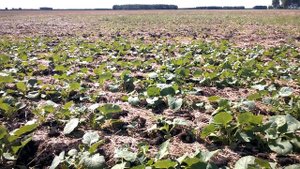 Рапс яровой. Состояние на 24.06.2020. No-till