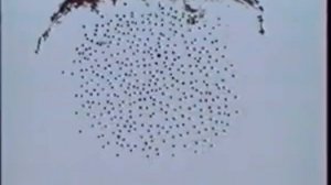 Леннаучфильм   Анатомия и физиология человека