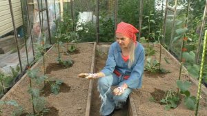 Уход за арбузами и дынями в июне