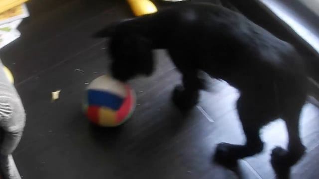 Ризеншнауцер Троя