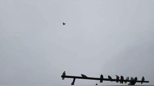 Николаевские Голуби. Уч. Ермоленко. С. Ю. Михайлов. П. Н. Городовиковск - Калмыкия.12.01.2022. г.