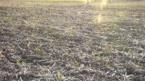 Состояние посева чеснока на 26 марта ,всходы и корневая.Очень холодная весна 2021.