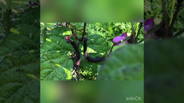 Привет друзья 🌞🌞🌞 Отпуск. Дача. Утро. смотреть онлайн