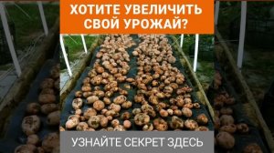 Увеличение урожайности с ГардеМакс