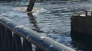 Как чистят реки cleaning the river funny relax video