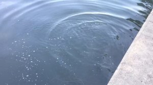 рыбалка закончилась хорошим уловом Г. Воронеж. Водохранилище