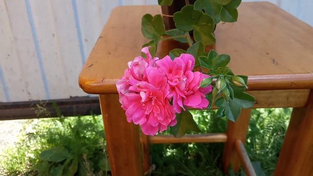 Пеларгония 'PAC Pink Sybil' смотреть онлайн