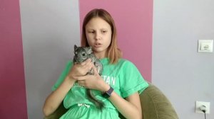 тема: как приручить шиншиллу к рукам?