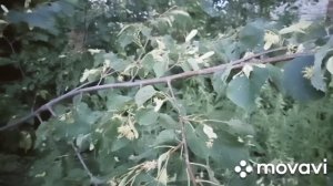Чем полезен липовый цвет.