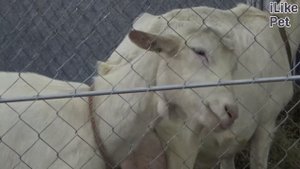 4 самых распространенных ошибки при уходе за козами на ilikepet