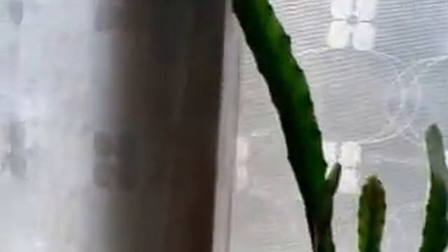 кактусы цветут смотреть онлайн