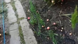 Сейте АПРЕЛЬСКИЙ ЛУК будет у Вас Зелень
