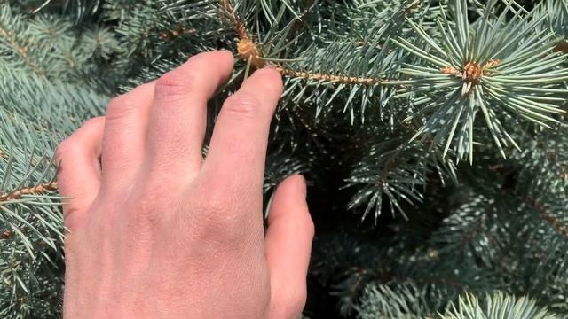 Стрижка ели колючей смотреть онлайн