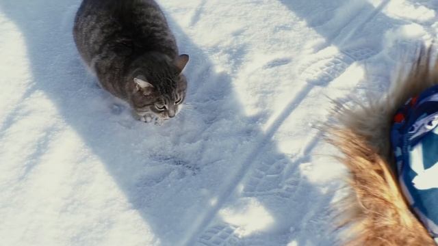 Зимняя Прогулка По Озеру. Катаемся На Лыжекате И Ледянке // Самокат на лыжах // Pavlik Show смотреть онлайн