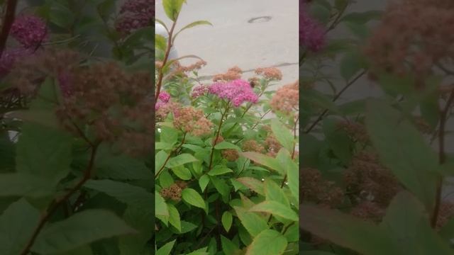 Как Шмель собирает пыльцу смотреть онлайн