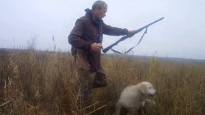 охота на перепела  золотистый ретривер Дейка