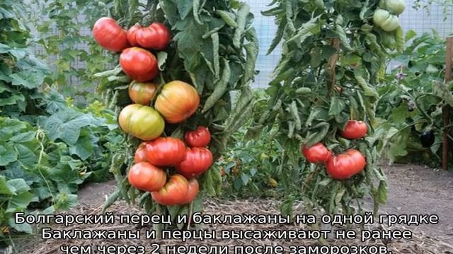 C чем можно сажать баклажаны