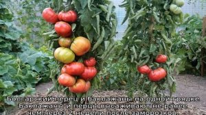 C чем можно сажать баклажаны