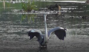 Птицы Новгородской области, Серая Цапля, Ardea cinerea, 25.08.2022, Великий Новгород