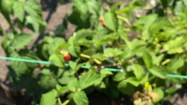 Работа за ягоды//Уборка урожая крыжовника закончена.