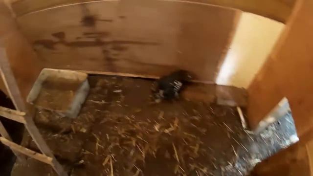 Наше потомство уток и кур!!! смотреть онлайн