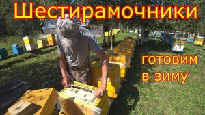 ШЕСТИРАМОЧНИКИ! готовим в зиму! КОМПЛЕКТУЕМ ГНЁЗДА!