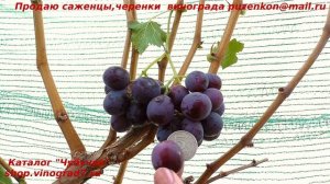 Виноград КЛАСС новинка Калугина с крупными ягодами и мускатом во вкусе. (Пузенко Наталья Лариасовна