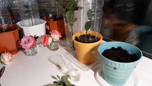 Черенкование роз в грунте.