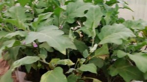 Как вырастить папайю из семян