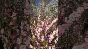 Миндальное дерево-цветение