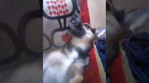 Собачий кайф