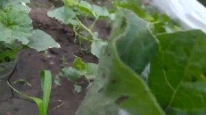 Выращивание дынь и арбузов рассадой. Уход и подкормка после высадки в грунт.
