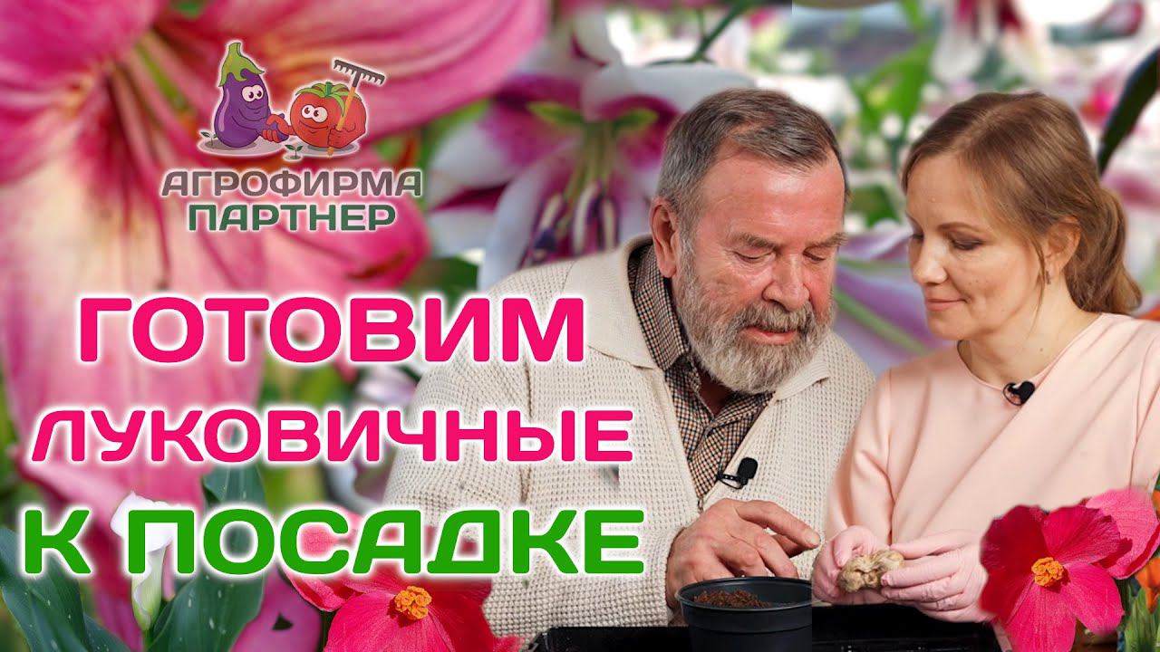 Основные правила подготовки луковичных и многолетников к весенней посадке #дача #цветы #луковичные